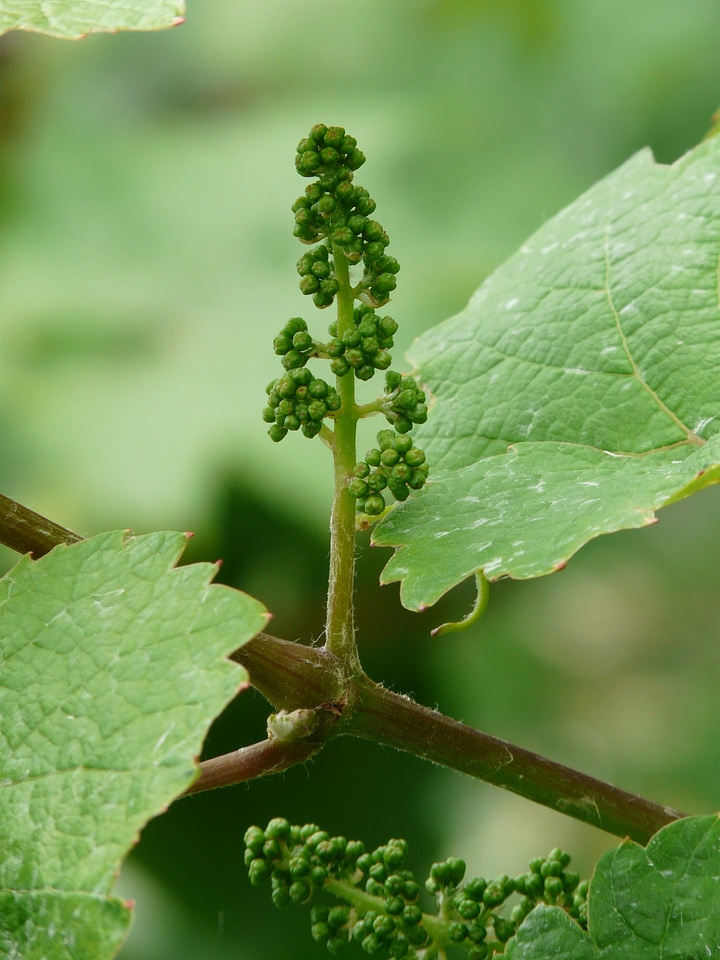 Vine engine branch
