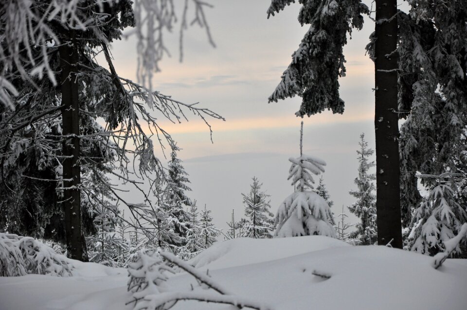 Landscape white forest