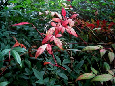Red holy bamboo garden