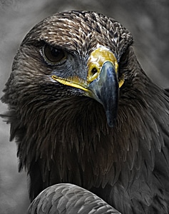 Aguila bird of prey animal