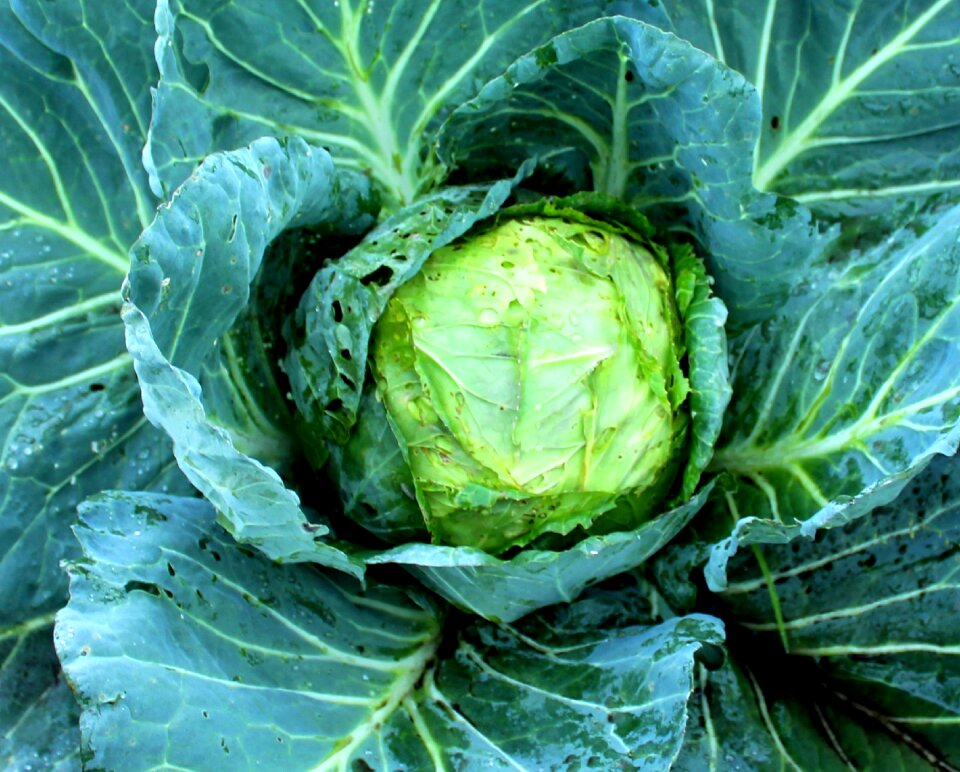 Vegetable bunga kol sayuran