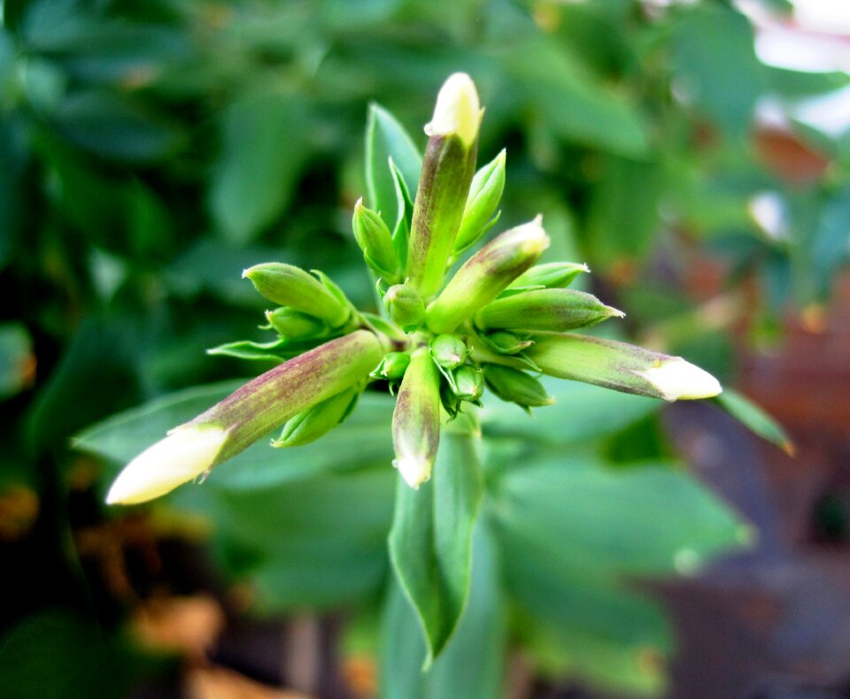 Opening star burst leaves