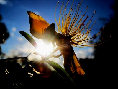 Yellow dainty stamen