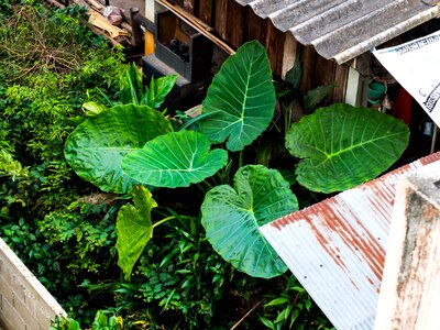 Foliage plant large leaves green