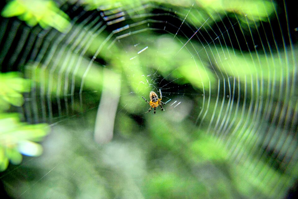 Arachnid nature cobweb