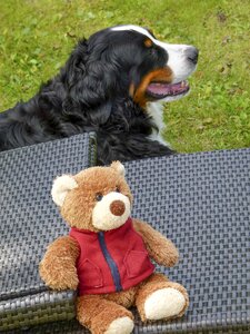 Sitting canine pet