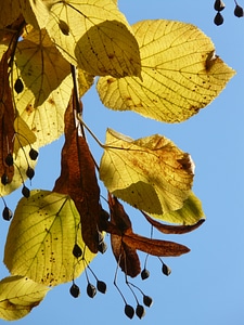 Winter linde stone linde tilia cordata