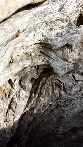 Wood root gnarled