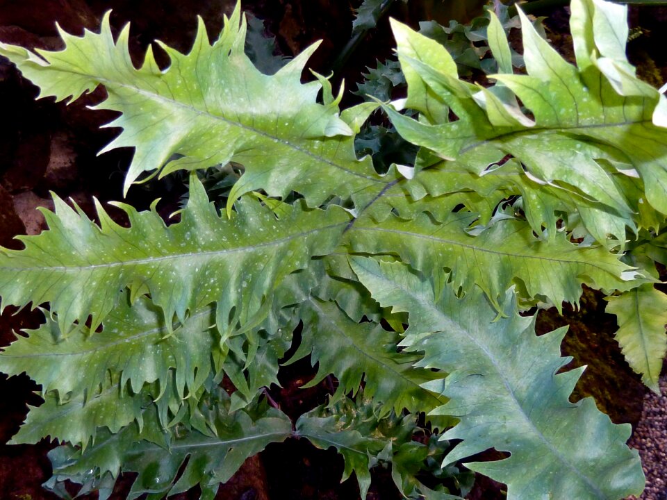 Green flora fauna