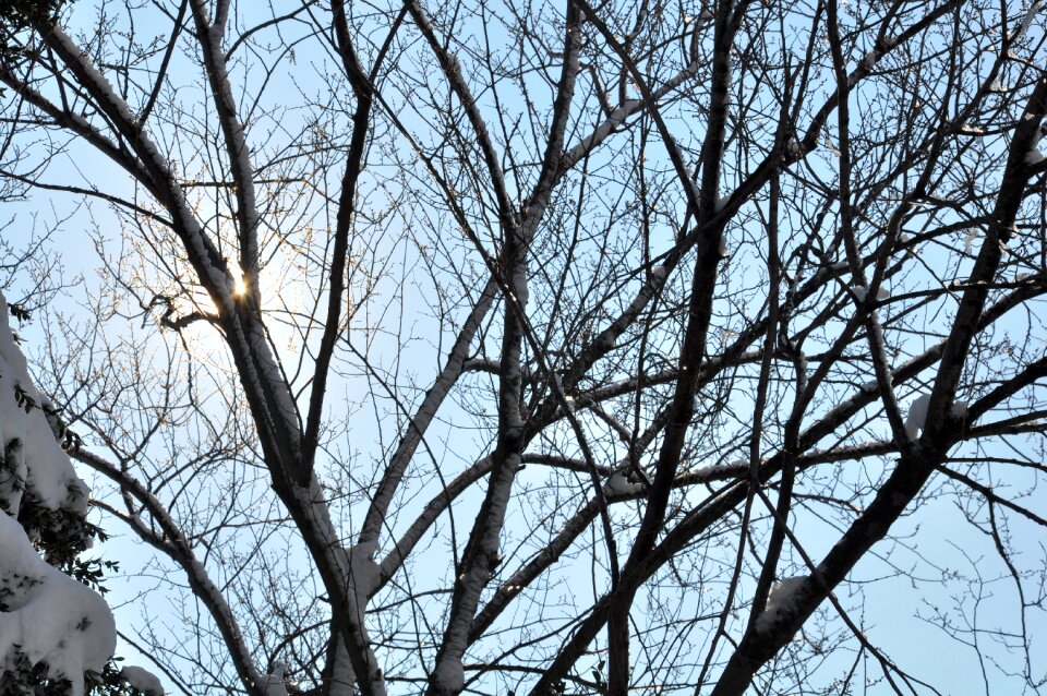 Frozen winter tree