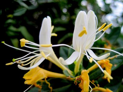 Tubelike stamen detail