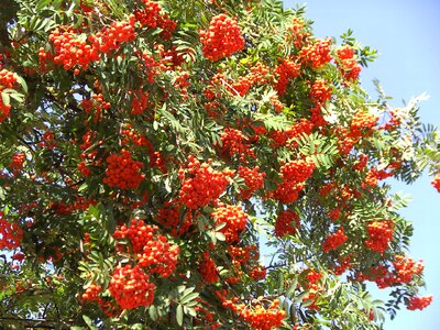 Orange mountain ash haw photo