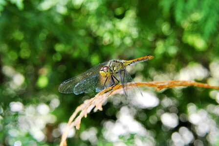 Insect sprig branch