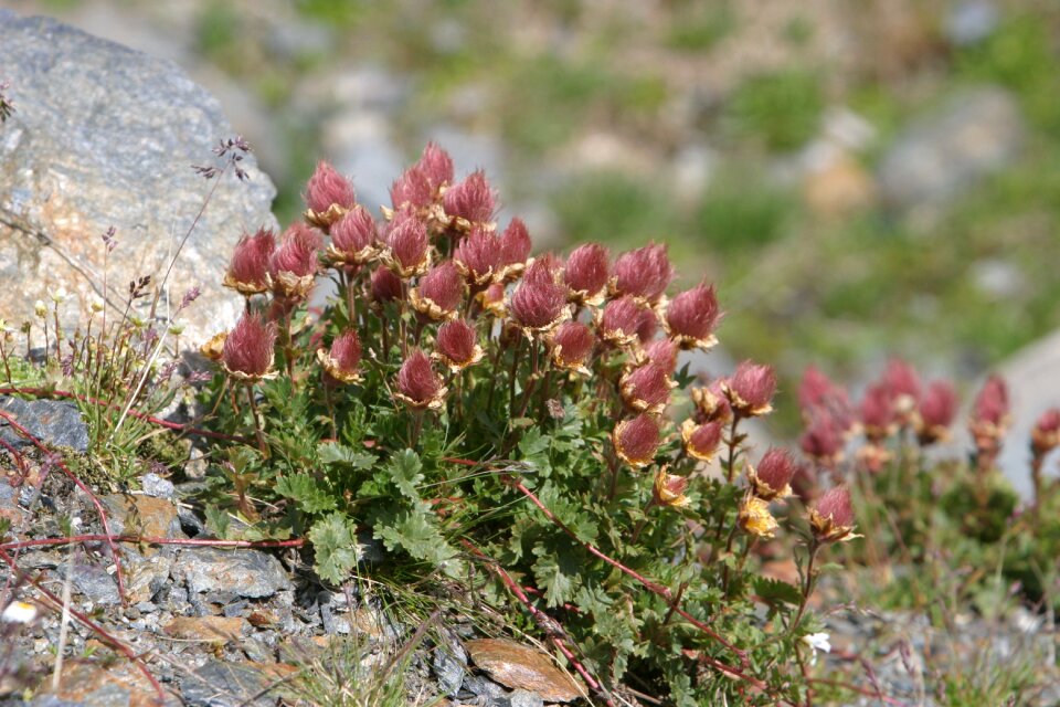 Dolomites poor soil flowers