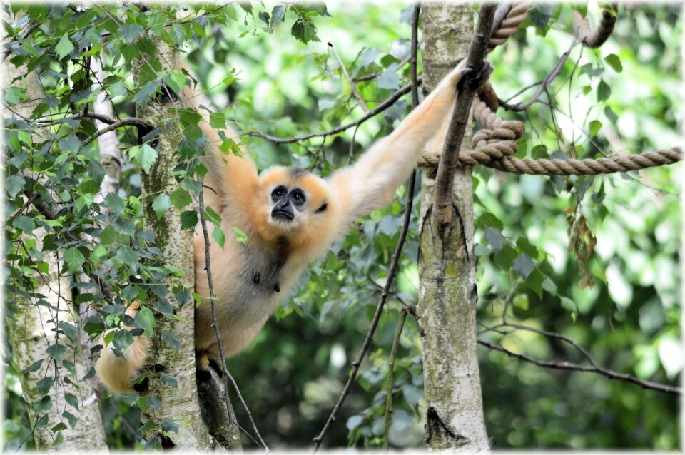 Series monkey monkeys