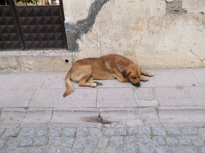 Cute dog asleep