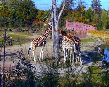 Giraffe group eat photo