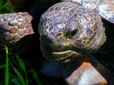 Slow land turtle tortoise