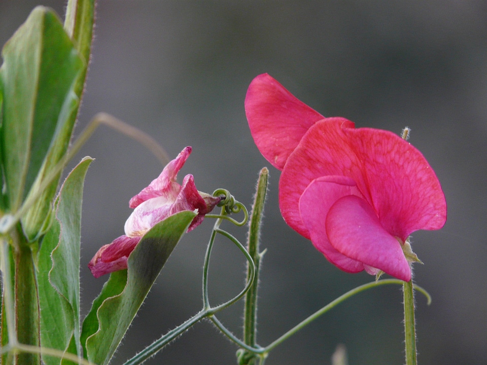 Faboideae legume red