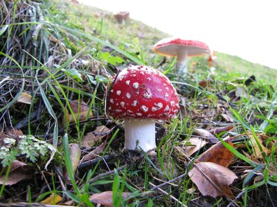 Mushroom autumn meadow red fly agaric mushroom photo