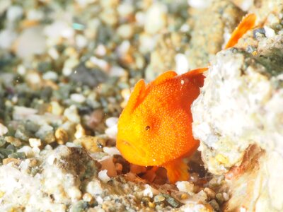 Underwater frogfish Free photos