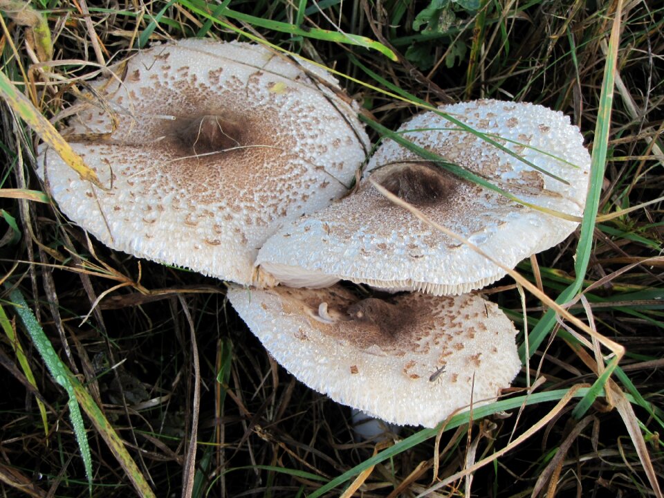 Meadow autumn forest mushroom