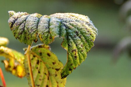 Cold winter hoarfrost