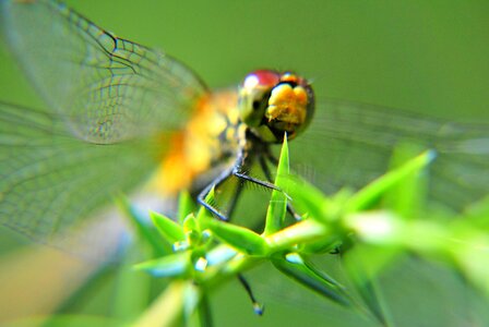 Eyes wings closeup