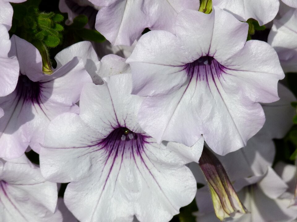 Fragrant plants flowers