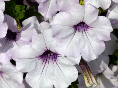 Fragrant plants flowers