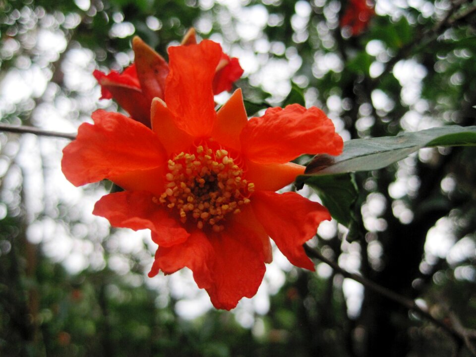 Bright pomegranate delicate
