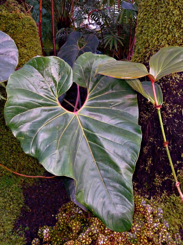 Green flora fauna