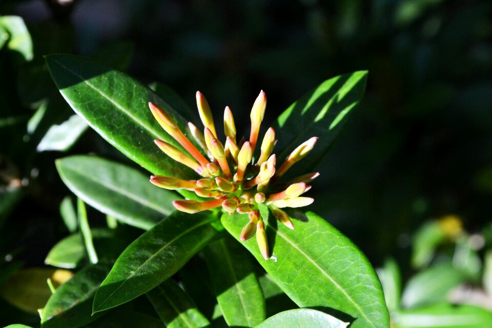 Buds sri lanka mawanella photo