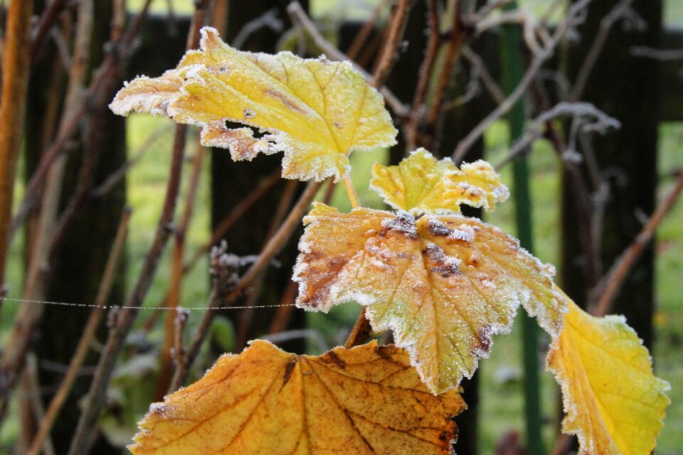 Nature winter cold