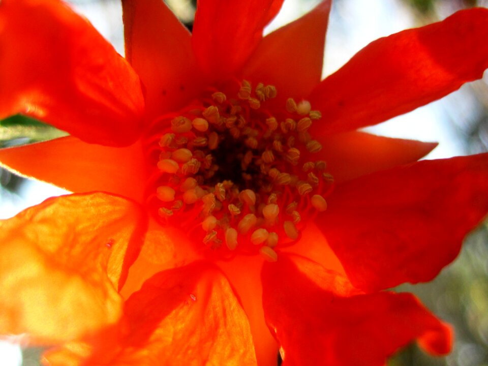 Orange tanslucent light