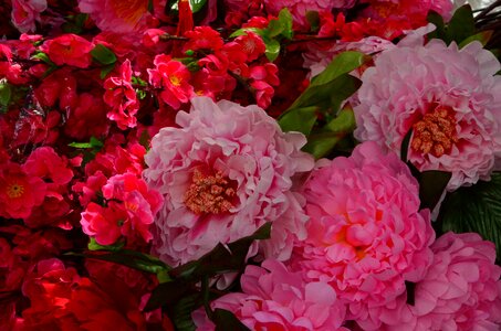 Exotic flowers china