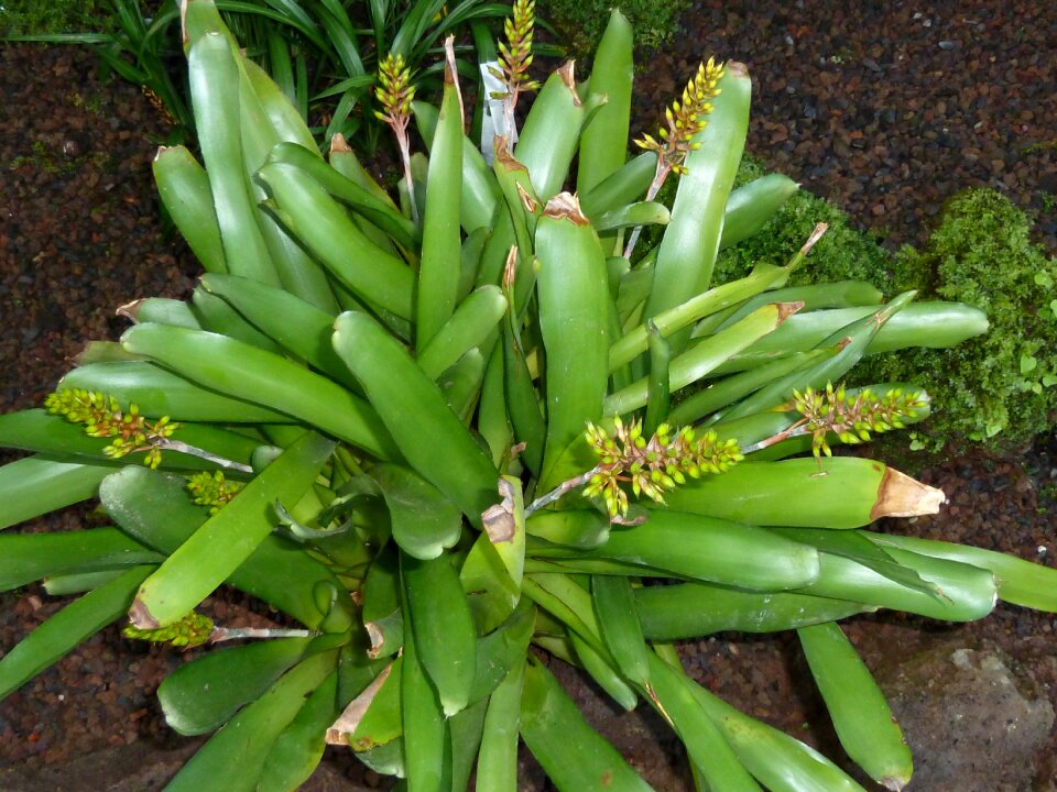 Green flora fauna