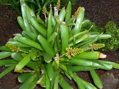 Green flora fauna