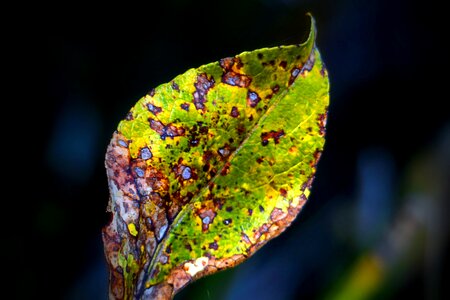 Autumn fall tree