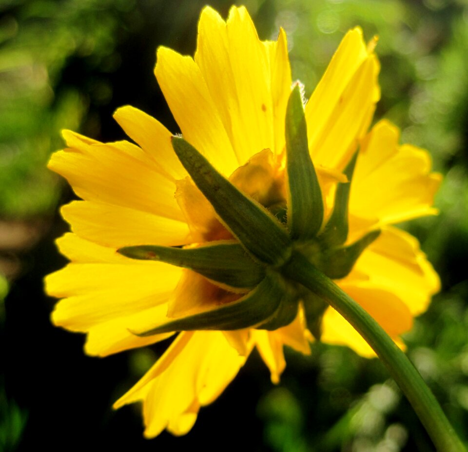 Luminous bright garden