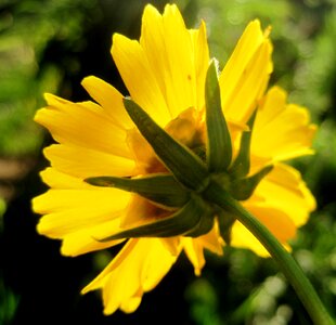 Luminous bright garden