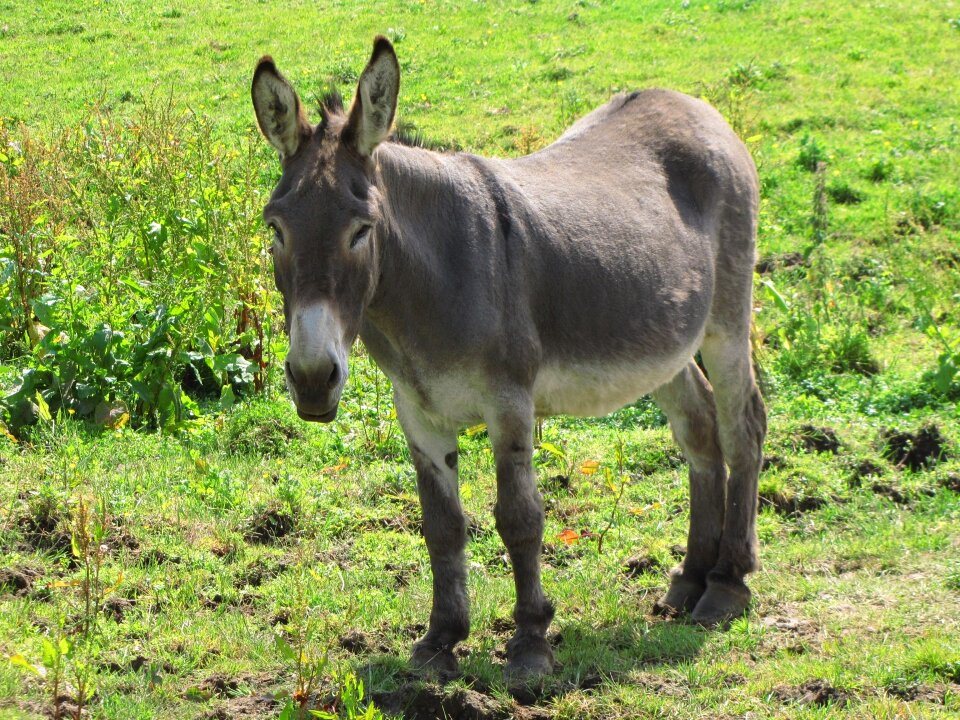 Horses meadow grass