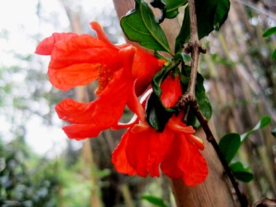 Bright pomegranate delicate