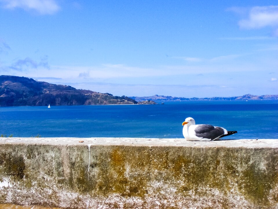 Water ocean seagulls