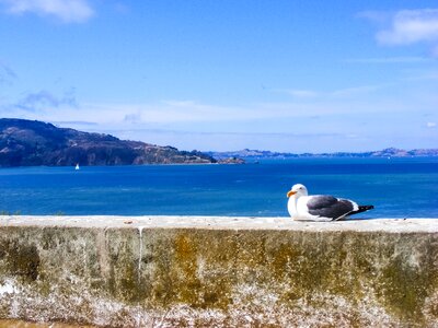 Water ocean seagulls photo