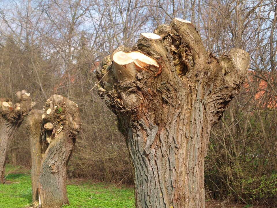 Logging wood woodworks