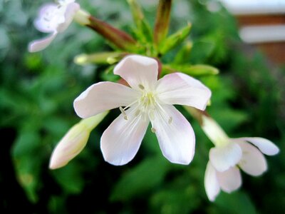 Delicate pretty pure