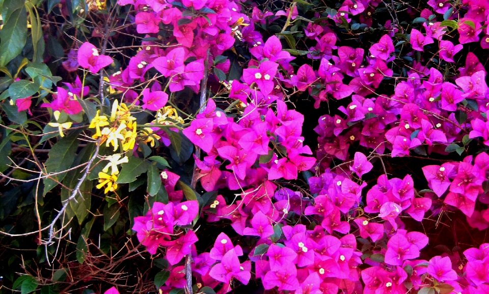 Pink bright yellow photo