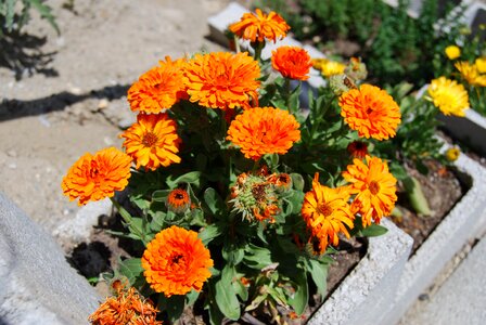 Calendula flowers nature photo