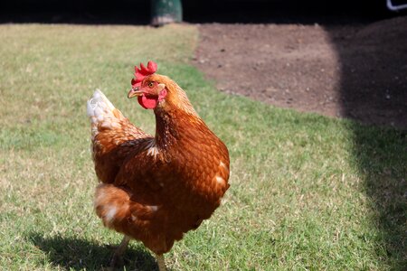 Poultry farm animals